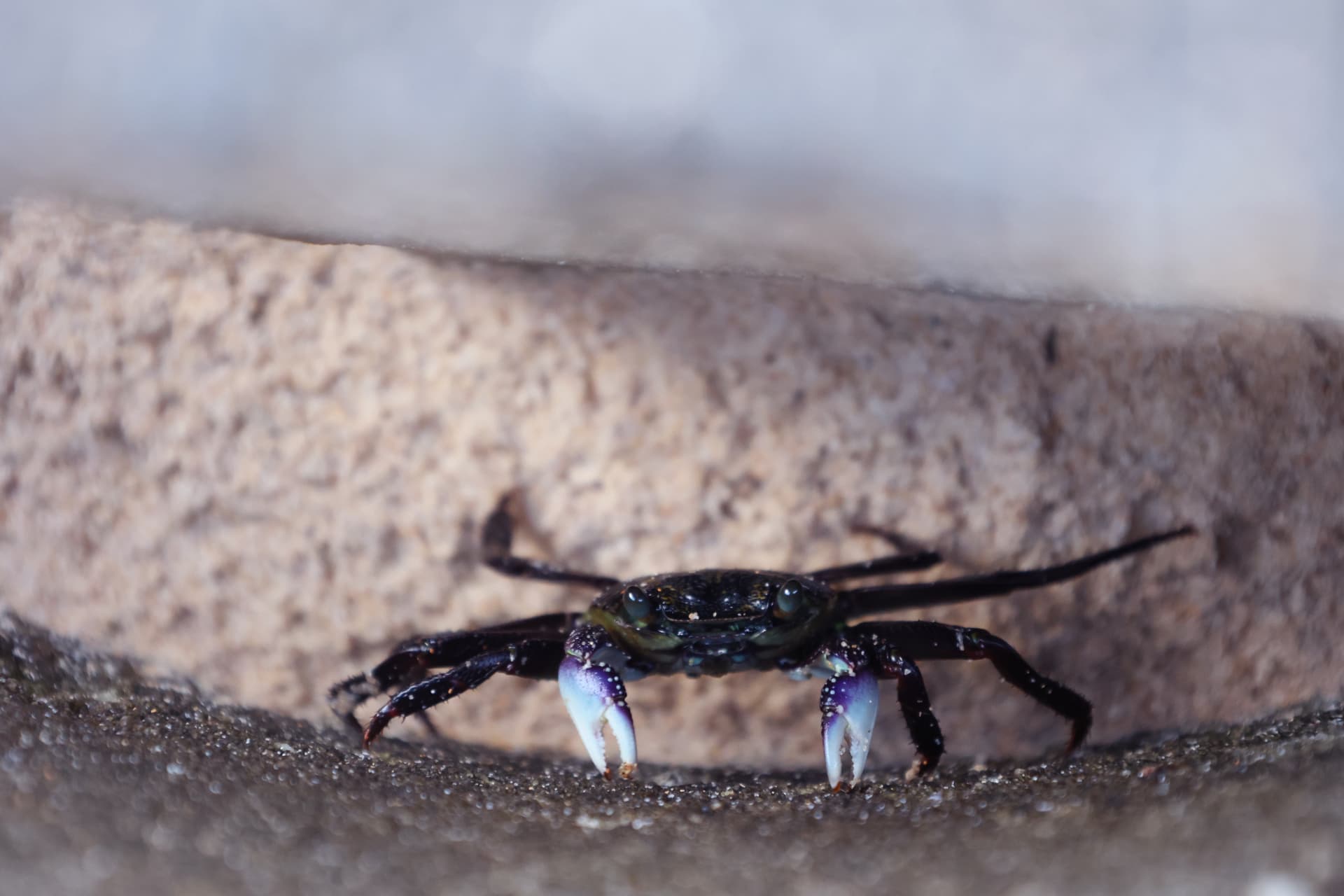 A small crab with pale blue claws resting on wet sand at Manly, NSW, Australia